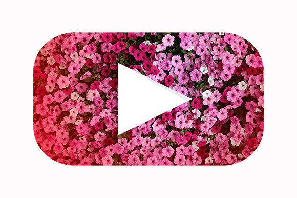 Evaluating the Youtube Flowers Floral Logo Play Button for Creative Projects